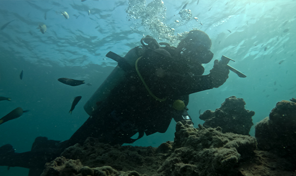 شیرآلات البرزروز